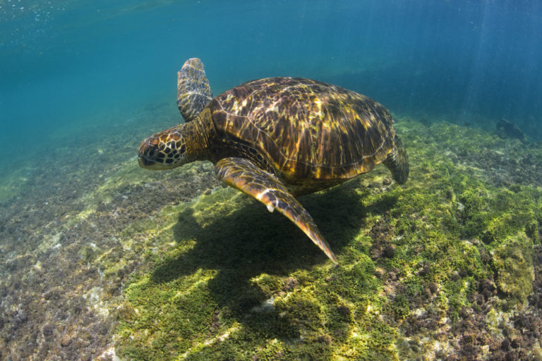 A sea turtle. Image by Octavio Aburto