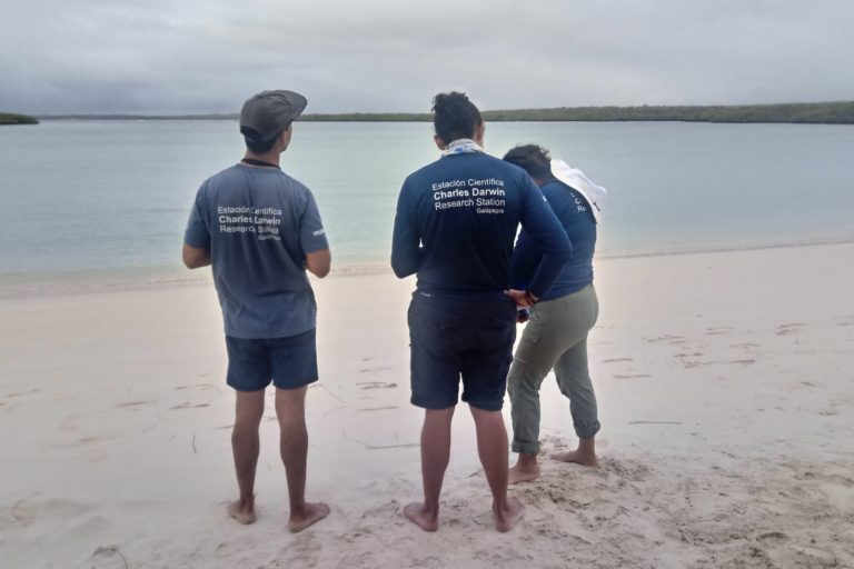Researchers from the Charles Darwin Foundation monitor the number of turtles and their location in Tortuga Bay with a drone. Image by Michelle Carrere