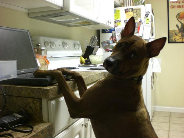 A shepherd dog using a laptop computer on a kitchen counter.
