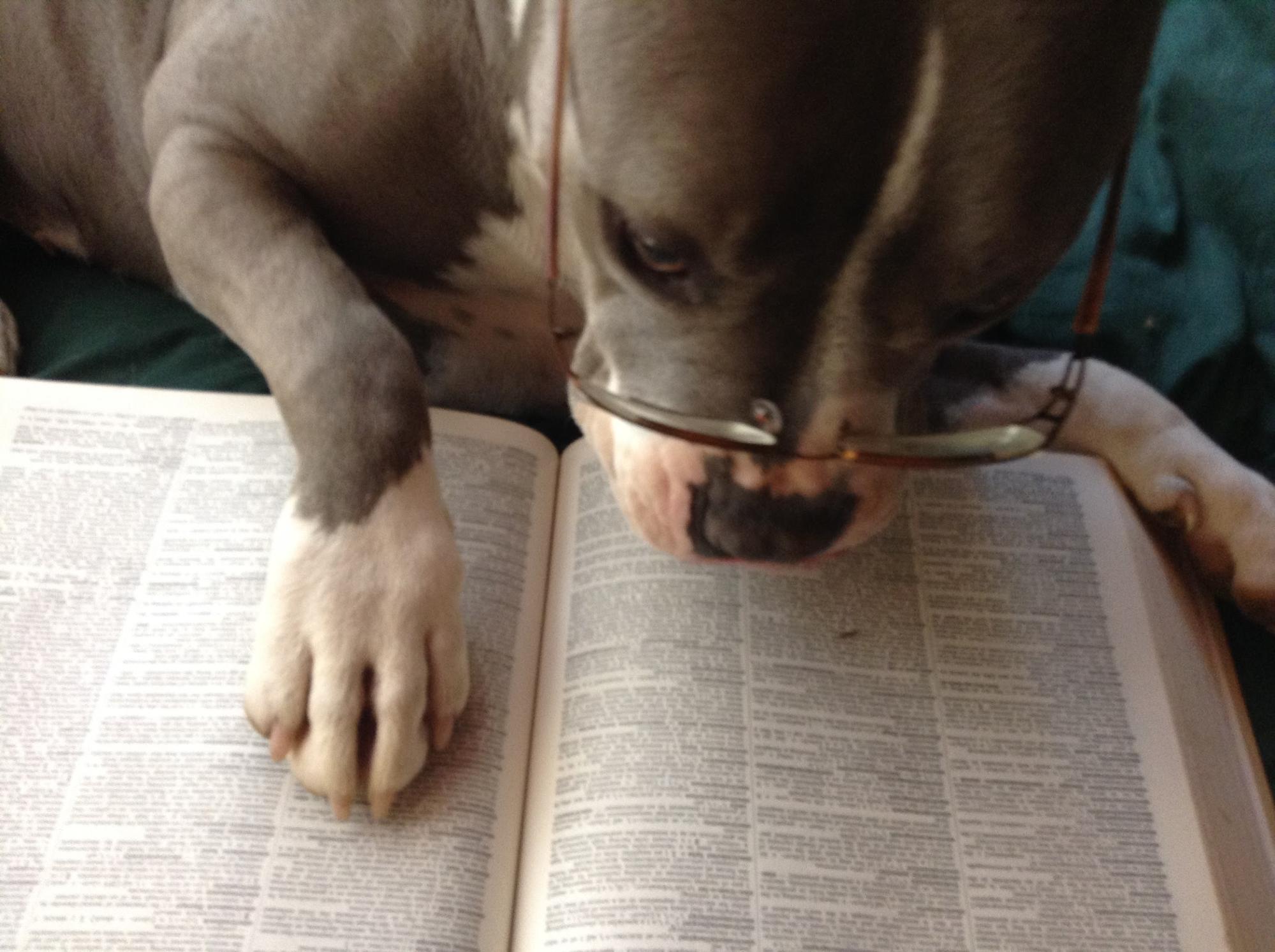 A dog wearing glasses and intently reading a book.