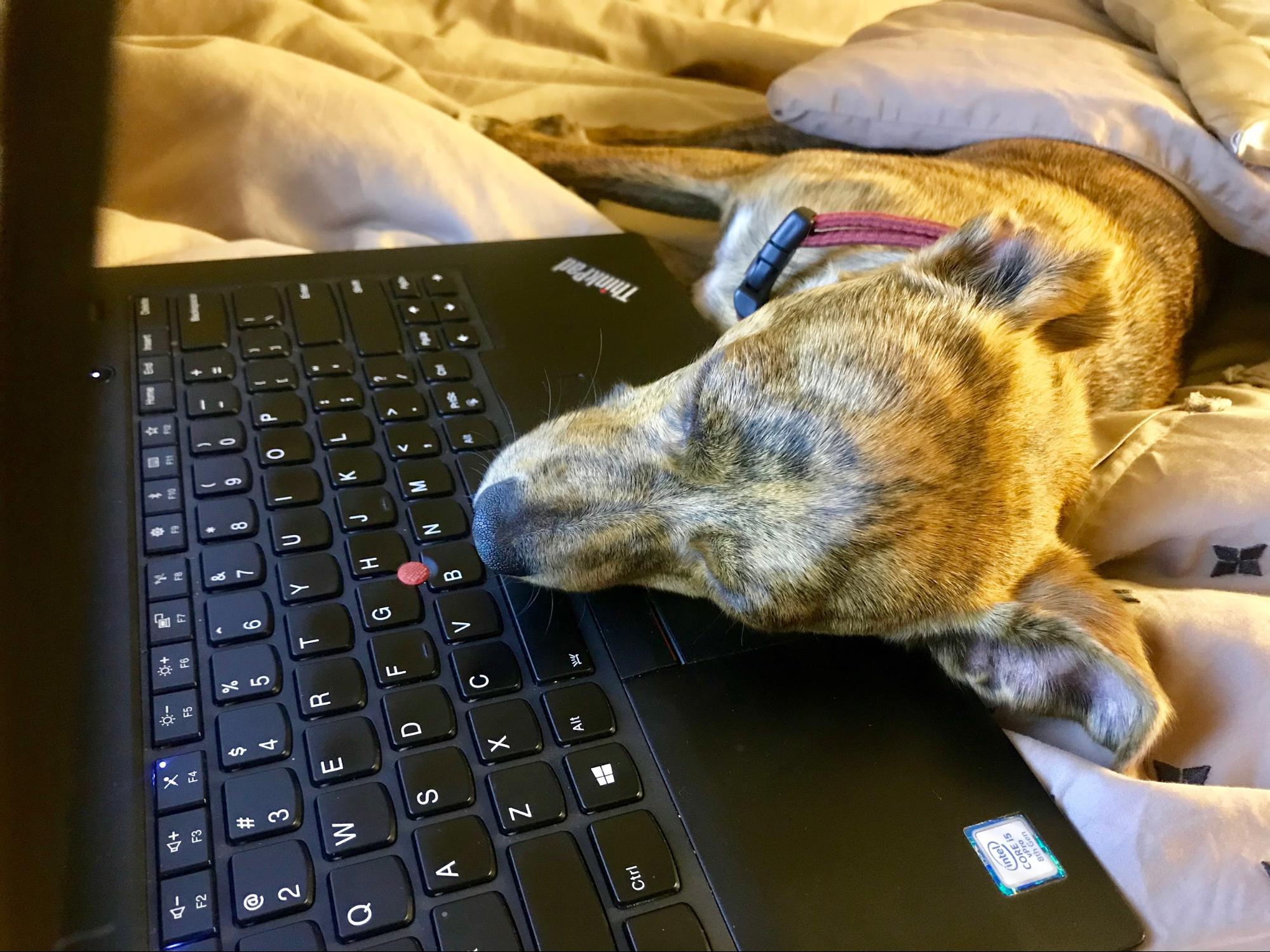 A dog asleep on a Thinkpad.