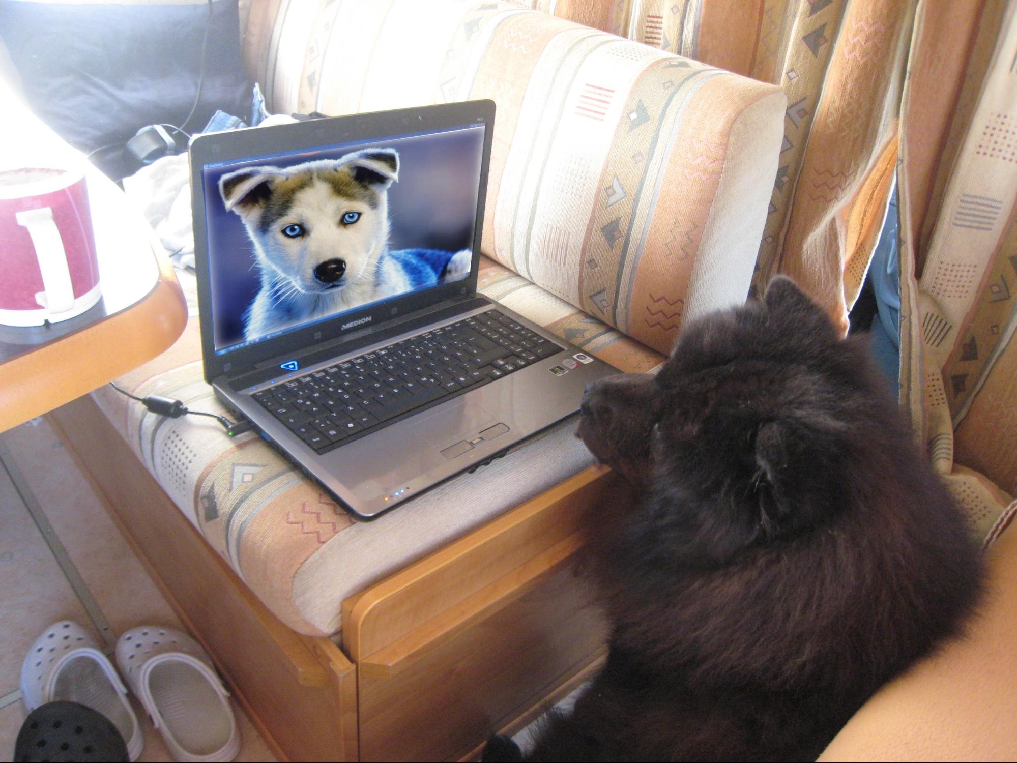 a dog video-chatting with another dog.