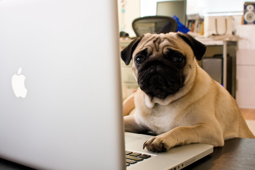 A pug looking confused and worried, on an Apple computer.