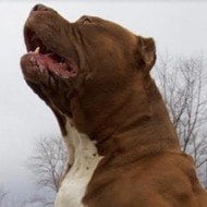 Pitbulls