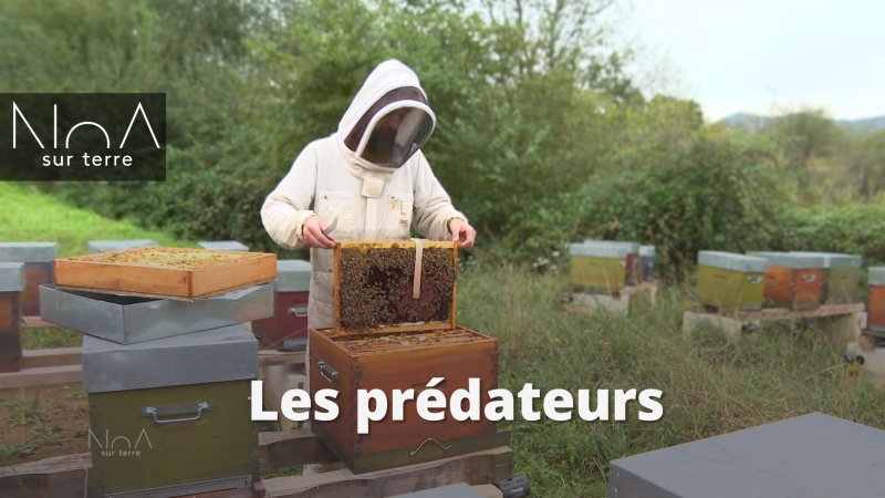 Les prédateurs - vidéo undefined - france.tv