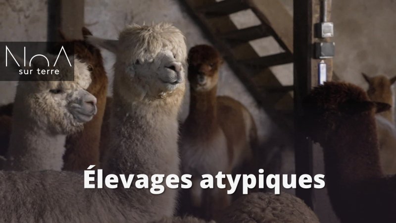 Élevages atypiques - vidéo undefined - france.tv