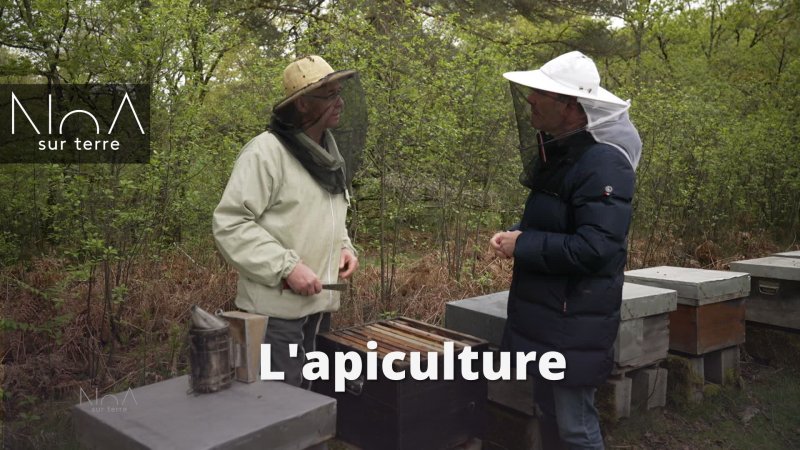 L'apiculture - vidéo undefined - france.tv