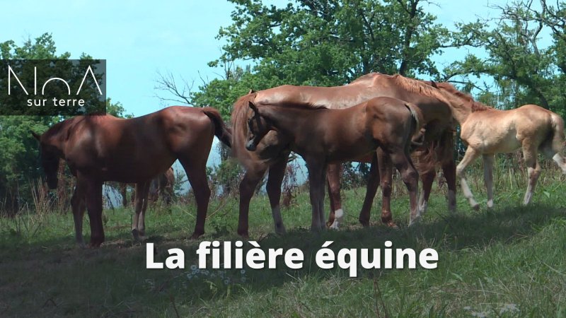 Filière équine - vidéo undefined - france.tv