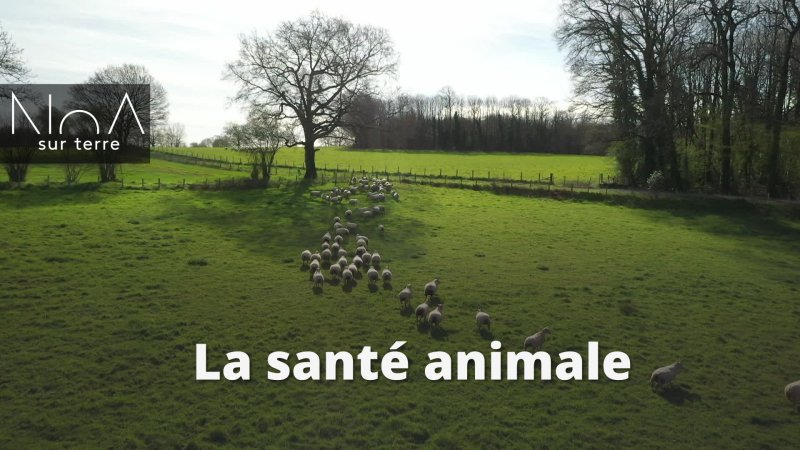 La santé animale - vidéo undefined - france.tv