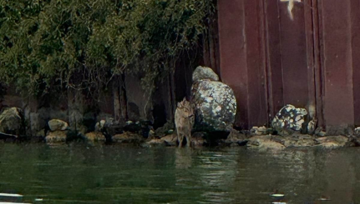 Un chevreuil pris au piège dans le canal à Seurre