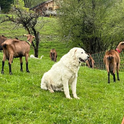 En Haute-Savoie, plus de 300 chiens de protection protègent les troupeaux des attaques de loups.