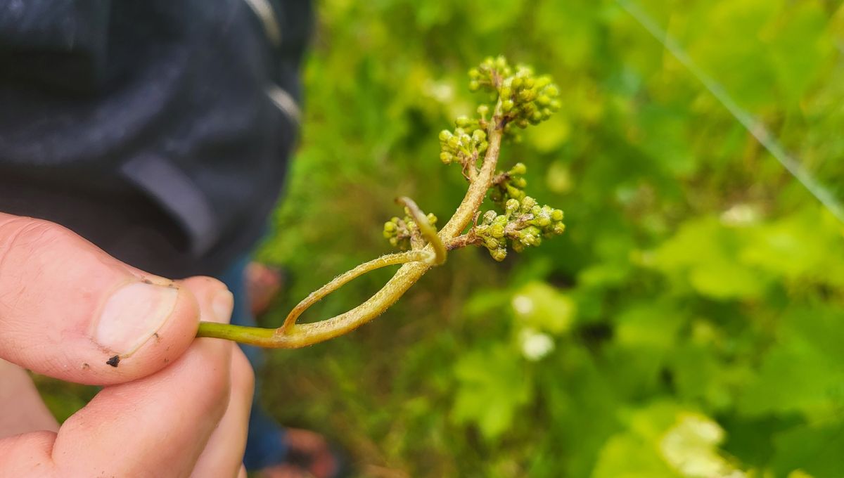 Le mildiou fait son retour dans les vignes bordelaises. Ses tâches blanches et brunâtres attaquent déjà les grappes de certaines parcelles.