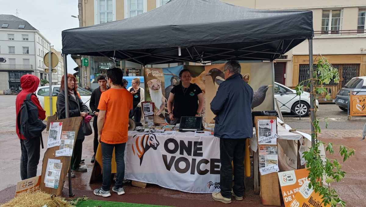 L'association animaliste One Voice Haute-Vienne s'est mobilisée aux côtés des partis Animaliste et REV pour dénoncer la vénerie sous terre des blaireaux.