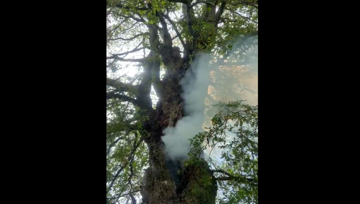Un arbre s'embrase après avoir été touché par la foudre ce lundi 20 mai dans l'Indre.