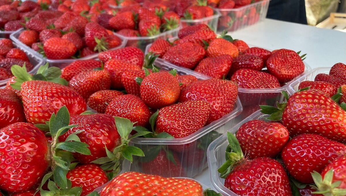 Fête de la fraise mai 2022 Vergt Périgord Dordogne