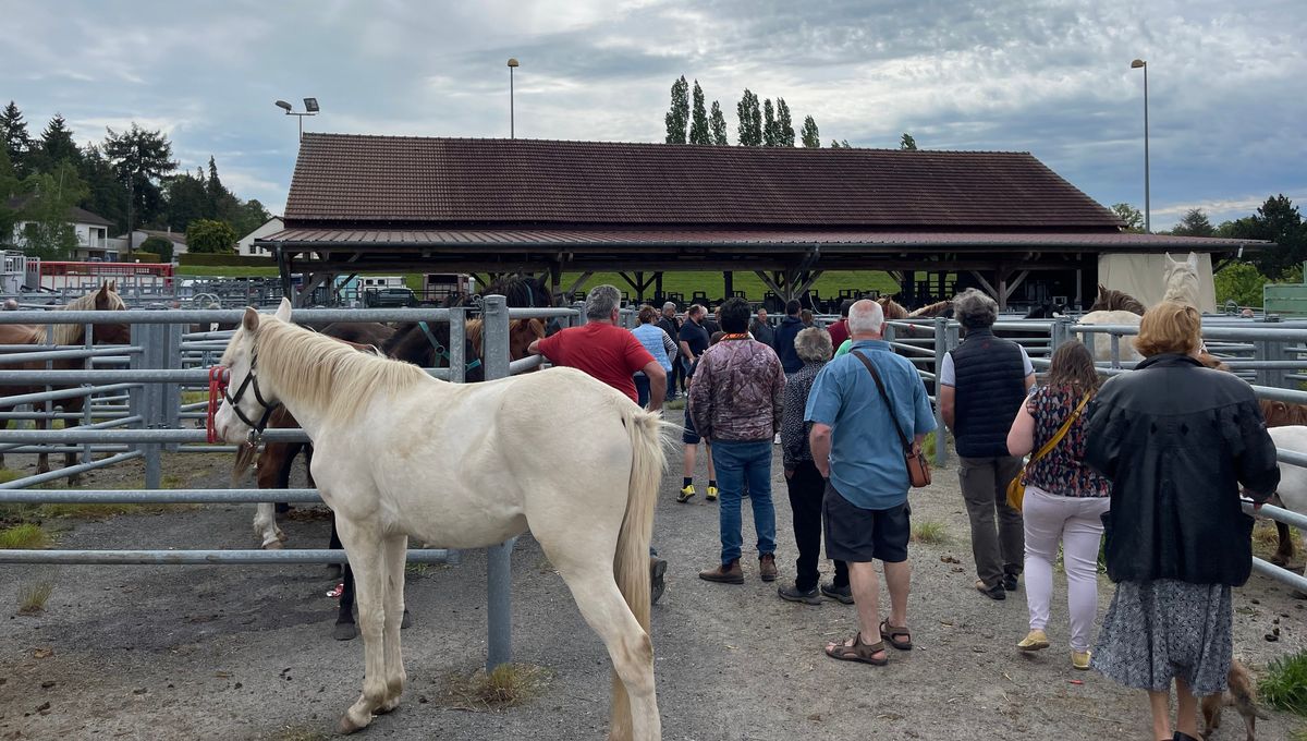 La foire aux chevaux de Chénérailles dans la Creuse attire chaque année des visiteurs venus de toute la France.