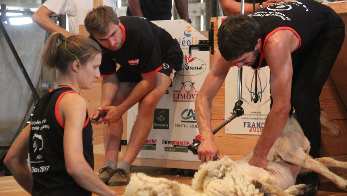 Julien Dincq, l'un des deux tondeurs haut-viennois qui ont enregistré le record national de tonte de moutons au Dorat