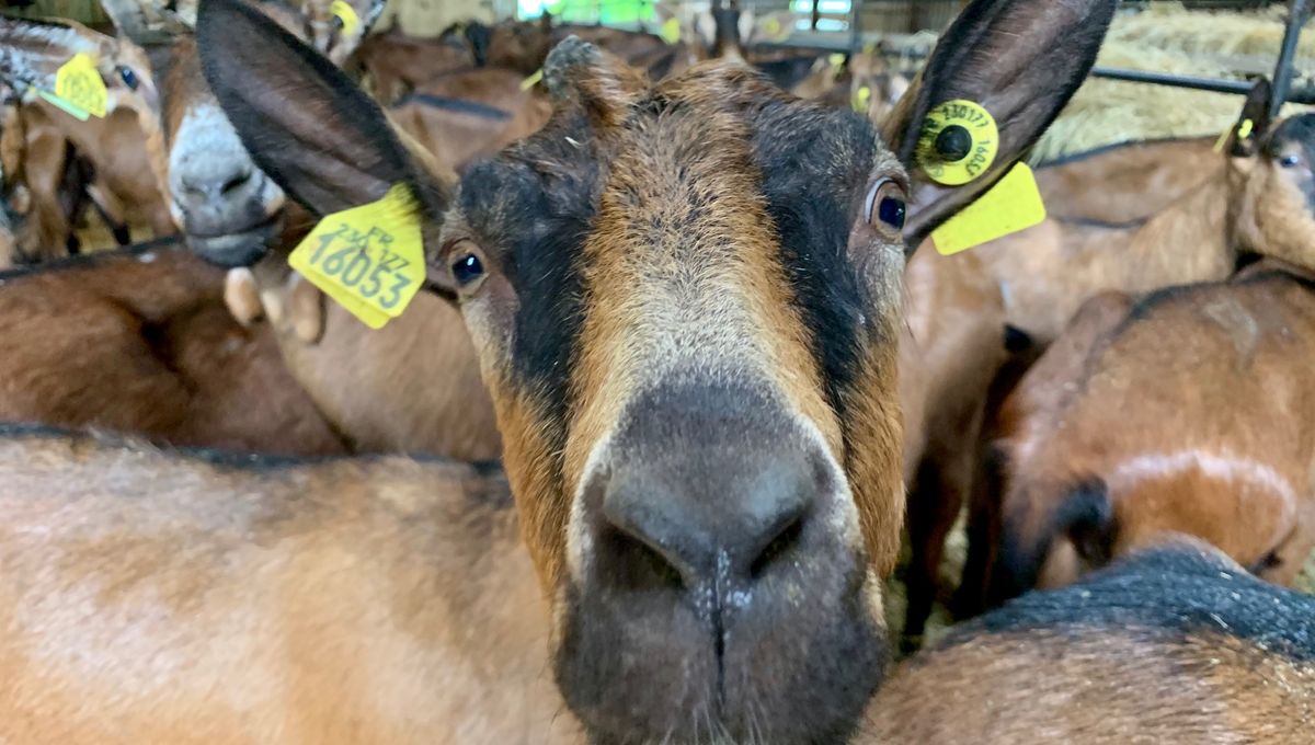 Le département compte plus de 120 éleveurs de chèvres