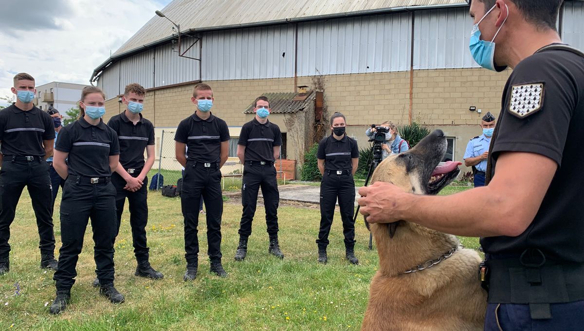 Des élèves de première sont en formation avec des maîtres-chiens de la gendarmerie d'Ille-et-Vilaine