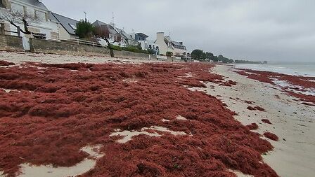 La plage de Cap Coz à Fouesnant s'est teintée de rouge. 