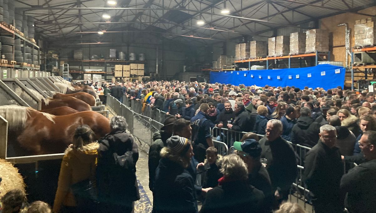 De nombreux éleveurs du Doubs étaient présents à Vercel ce jeudi soir, pour le départ de chevaux comtois et des montbéliardes  pour le salon de l'agriculture.