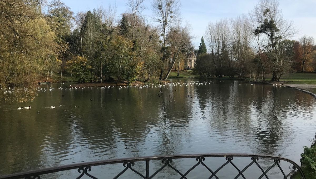 Le parc de Clères (Seine-Maritime) vaccine une partie de ses oiseaux contre la grippe aviaire