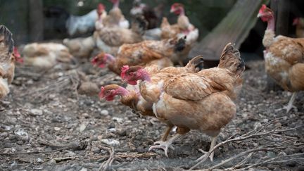 Un élevage de poules dans le poulailler d'un particulier, à Excideuil (Dordogne), le 18 juin 2021. (ROMAIN LONGIERAS / HANS LUCAS / AFP)