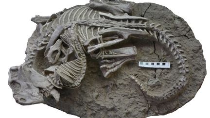 Cette photo diffusée par le Musée canadien de la nature le 18 juillet 2023 montre un fossile de Psittacosaurus enchevêtré. (GANG HAN / CANADIAN MUSEUM OF NATURE / AFP)