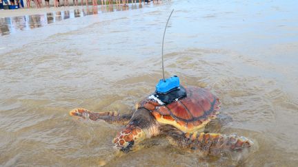 Une tortue soignée par le centre de soins des tortues de l'Aquarium de La Rochelle, est remise à la mer lors d'une opération, à l'île de Ré, dans le sud-ouest de la France, le 8 juin 2023. (MEHDI FEDOUACH / AFP)