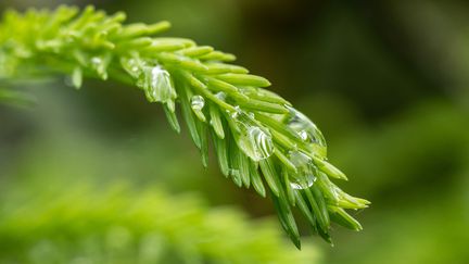 Des gouttes de pluie s'accrochent aux pousses d'un conifère dans une forêt après une averse de pluie. (SILAS STEIN / DPA)