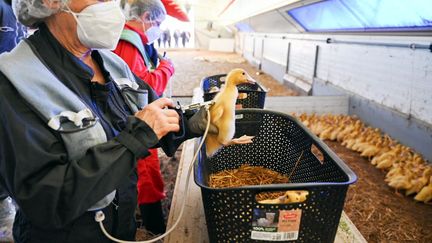 Lancement de la campagne de vaccination des canards pour lutter contre la grippe aviaire, à Auch, dans le Gers, le 2 octobre 2023. (DDM / MAXPPP)