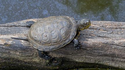 Une Cistude d'Europe, également appelé tortue des marais ou tortue bourbeuse. (PHILIPPE CLÉMENT / MAXPPP)