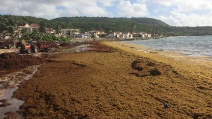 Le retour des algues Sargasse aux Antilles. Les prévisions pour les deux semaines à venir ne sont pas optimistes. Ici, les sargasses à Capesterre de Marie-Galante (archives) (GUADELOUPE LA 1ERE)