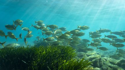 Des poissons occupent l'aire marine protégée de Cerbère-Banyuls, en mer Méditerranée, le 10 novembre 2023. (DAVID TATIN / BIOSGARDEN / AFP)