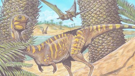 Baptisé "Berthasaura leopoldinae",&nbsp;un petit dinosaure d'environ un mètre de long et 80 centimètres de hauteur a été identifié à partir d'un ensemble de fossiles trouvés au Brésil. (MUSEO NACIONAL UFRJ)