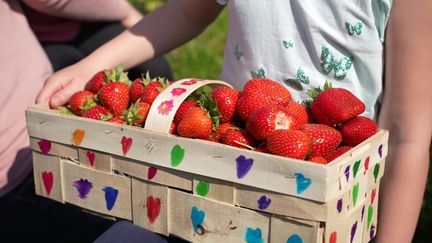 En moyenne, entre 2 et 5kg de fraises sont récoltés par famille. (Guillaume Bertrand - France Télévisions)
