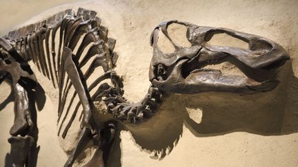 Un dinosaure à bec de canard (hadrosaure). Les os de dinosaure ont inspiré les architectes pour fabriquer des charpentes ultra légères. (EDUCATION IMAGES / UNIVERSAL IMAGES GROUP EDITORIAL via GETTYIMAGES)