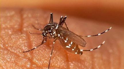 Un moustique Aedes albopictus vecteur de la dengue et du chikungunya, le 14 juin 2005. (MAXPPP)