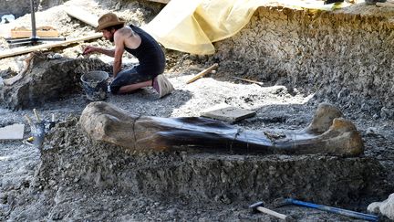Le site paléontologique d'Angeac, près de Châteauneuf-sur-Charente 'Charente). (GEORGES GOBET / AFP)