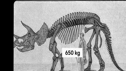 La maison Drouot organise à Paris la vente aux enchères d'un dinosaure : un tricératops, baptisé Big John. Avant de lancer l'opération, il a fallu assembler les 200 pièces qui composent son squelette.&nbsp; (CAPTURE ECRAN FRANCE 2)