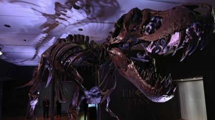 Dinosaures : les animaux cultes continuent d'attirer petits et grands (Sujet "Culte" du journal de 20H) (FRANCE 2)