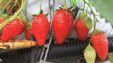 Les fraises produites sous Label rouge par Sylvie Delaurier, présidente de l’Association des Fruits et Légumes du Lot-et-Garonne. (COTTEREAU FABIEN / MAXPPP)