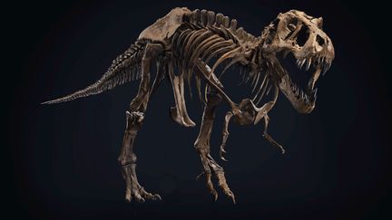 Stan, le squelette de T.Rex vieux de 67 millions d’années. (CHRISTIE'S)