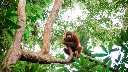 Jeune orang-outang femelle sur un arbre dans les jungles du nord de Sumtra en Indonésie. (OLEH_SLOBODENIUK / E+)