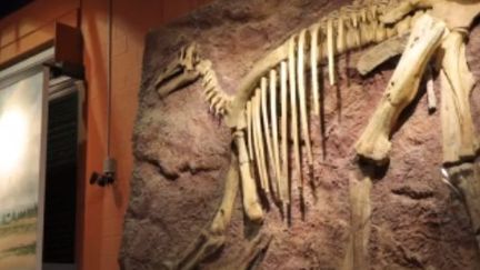 Un squelette de dinosaure dans un musée. (France 2)