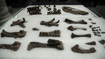 Des ossements fossilisés&nbsp;du Stegouros elengassen, une nouvelle espèce de dinosaures, sont exposés à Santiago du Chili, le 1er décembre 2021. (MARTIN BERNETTI / AFP)