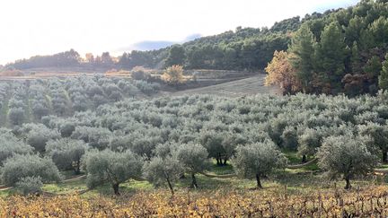 Les oliviers sont présents à Nyons depuis 2 millénaires, c'est la zone de culture la plus au nord, en France, pour l'olive. (TIMOUR OZTURK / FRANCE-BLEU DRÔME-ARDÈCHE)