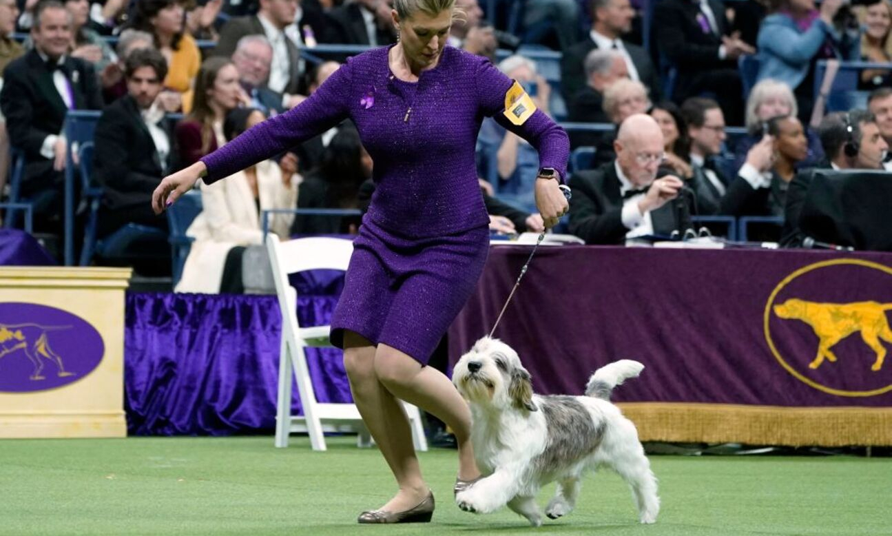 Handler Janice Hayes holds Buddy Holly the Petit Basset Griffon Vendeen after winning the Best in Show award during the Annual Westminster Kennel Club Dog Show Best in Show at Arthur Ashe Stadium in Queens, New York, on May 9, 2023. (Photo by TIMOTHY A. CLARY / AFP) (Photo by TIMOTHY A. CLARY/AFP via Getty Images)
