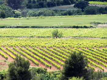 Domaine viticole « AOC vouvray » 