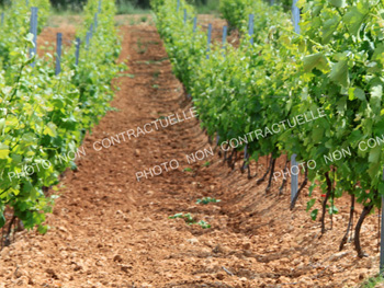 Domaine viticole « AOC vouvray » 